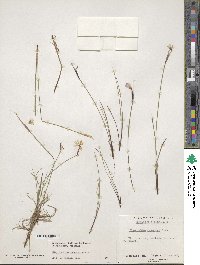 Sisyrinchium mucronatum image