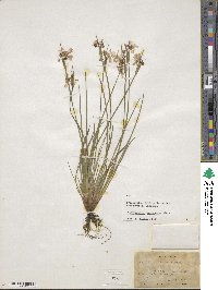 Sisyrinchium mucronatum image