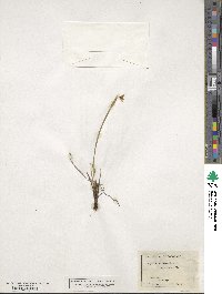 Sisyrinchium mucronatum image