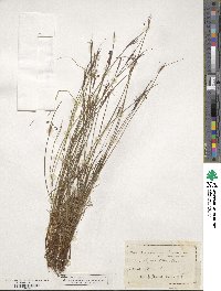 Sisyrinchium mucronatum image