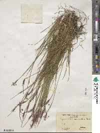 Sisyrinchium mucronatum image