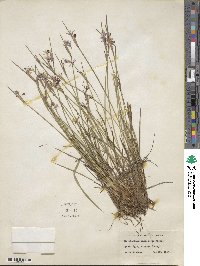 Sisyrinchium mucronatum image