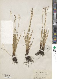 Sisyrinchium idahoense var. occidentale image