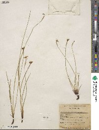 Sisyrinchium idahoense var. occidentale image