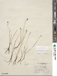 Sisyrinchium idahoense var. occidentale image