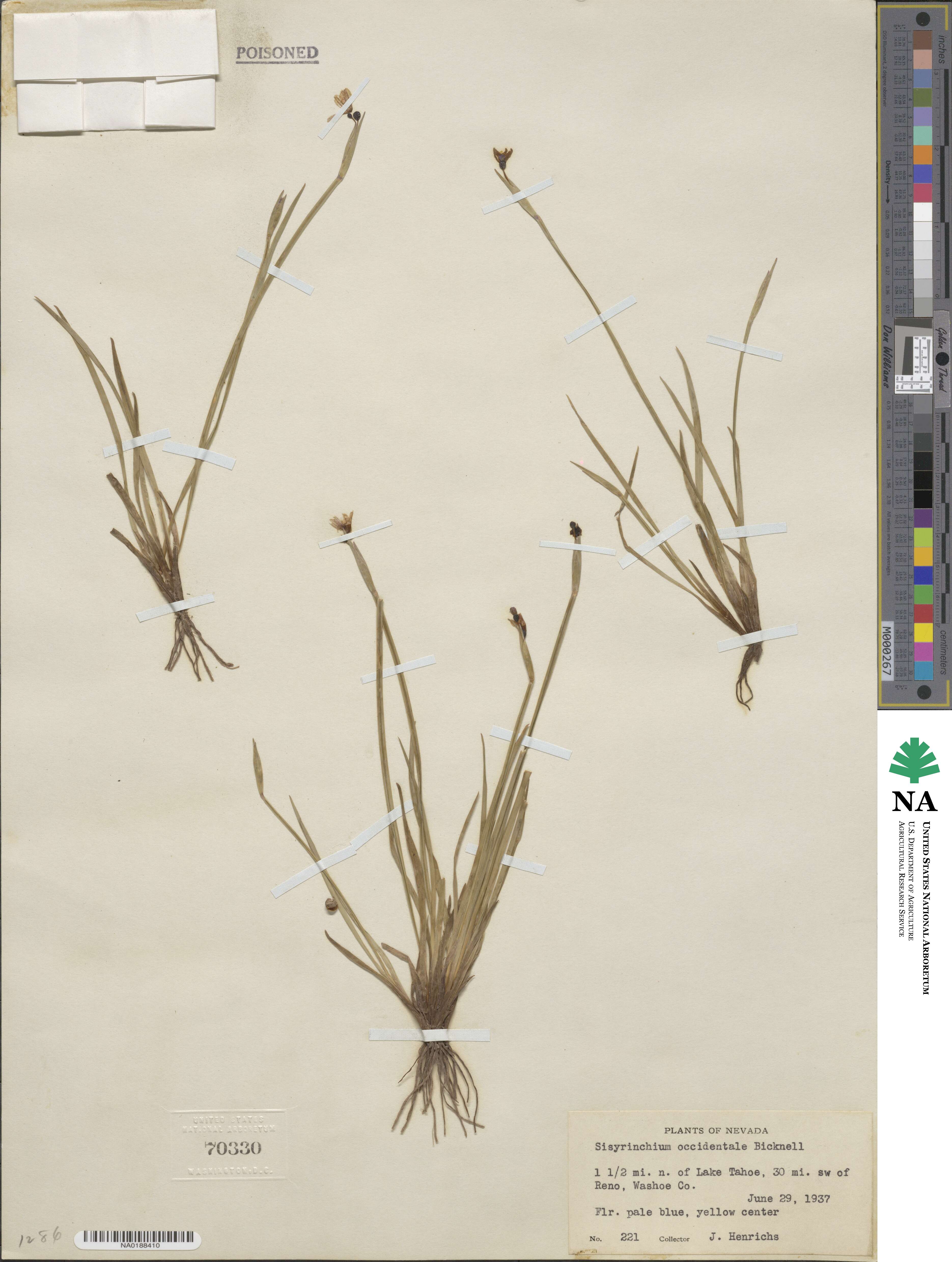 Sisyrinchium idahoense var. occidentale image