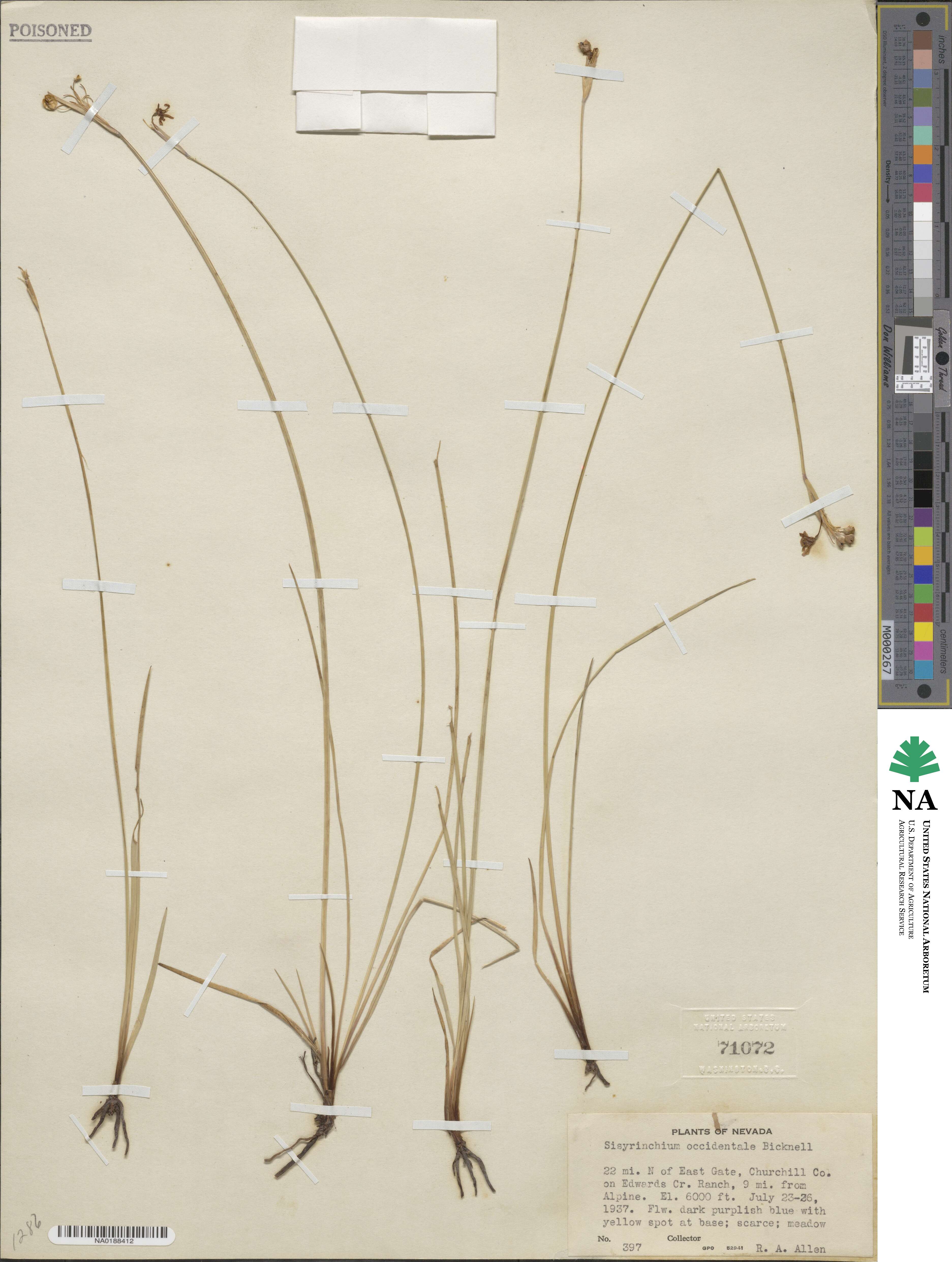 Sisyrinchium idahoense var. occidentale image