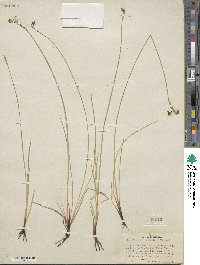 Sisyrinchium idahoense var. occidentale image