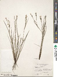 Sisyrinchium pruinosum image