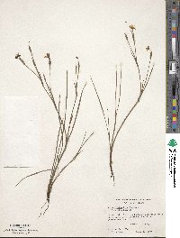 Sisyrinchium pruinosum image