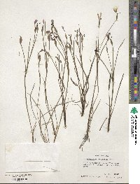 Sisyrinchium pruinosum image