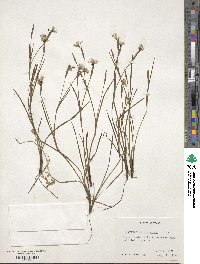 Sisyrinchium pruinosum image