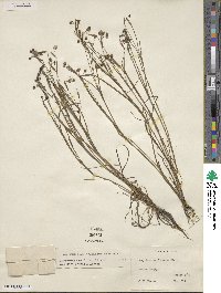 Sisyrinchium pruinosum image