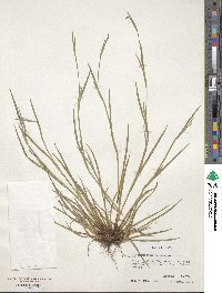 Sisyrinchium rosulatum image