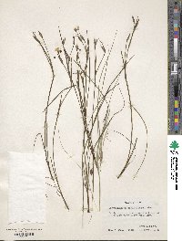 Image of Sisyrinchium sagittiferum