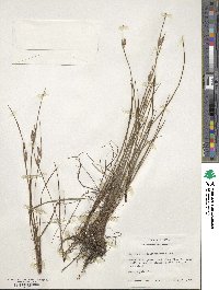 Sisyrinchium sagittiferum image