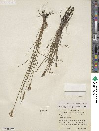 Sisyrinchium sagittiferum image