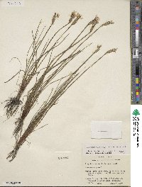 Sisyrinchium sagittiferum image