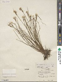 Sisyrinchium sagittiferum image