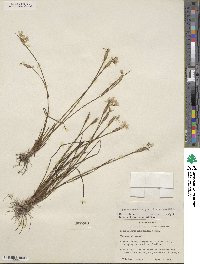 Sisyrinchium sagittiferum image