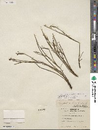 Sisyrinchium sagittiferum image