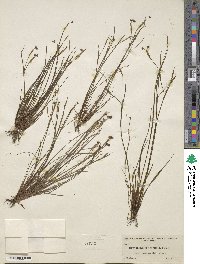 Sisyrinchium fuscatum image