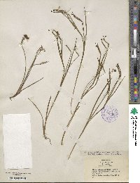 Sisyrinchium pruinosum image