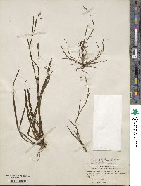 Sisyrinchium xerophyllum image