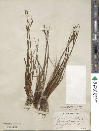 Sisyrinchium xerophyllum image