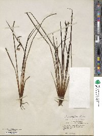 Sisyrinchium xerophyllum image