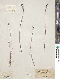 Sisyrinchium vaginatum subsp. vaginatum image