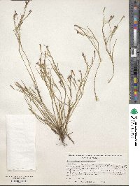 Sisyrinchium angustifolium image