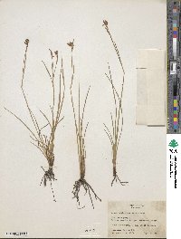 Sisyrinchium demissum image