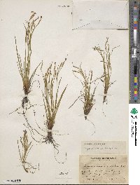 Sisyrinchium scabrum image