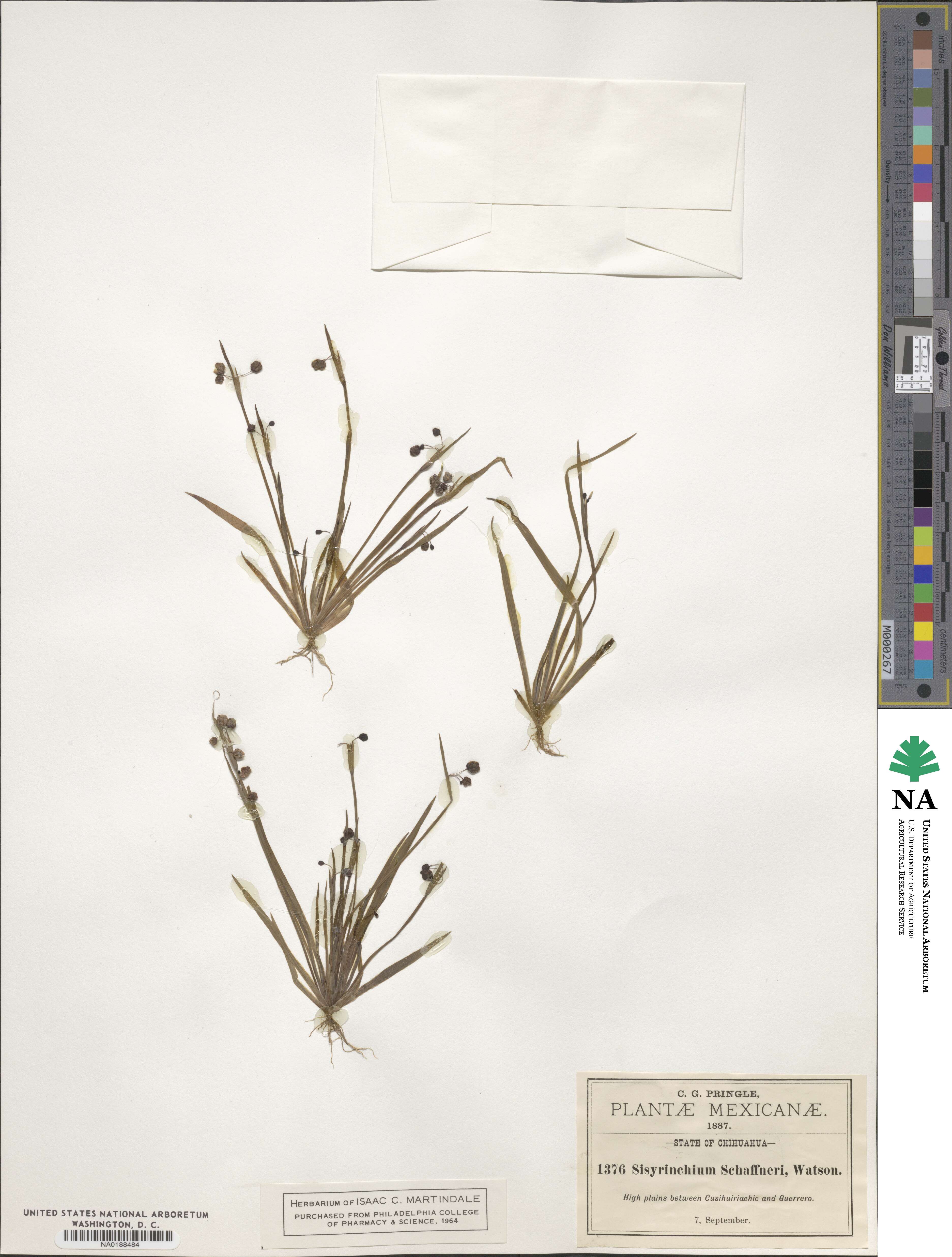 Sisyrinchium schaffneri image