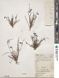 Sisyrinchium schaffneri image