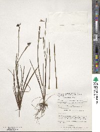 Sisyrinchium graminifolium image