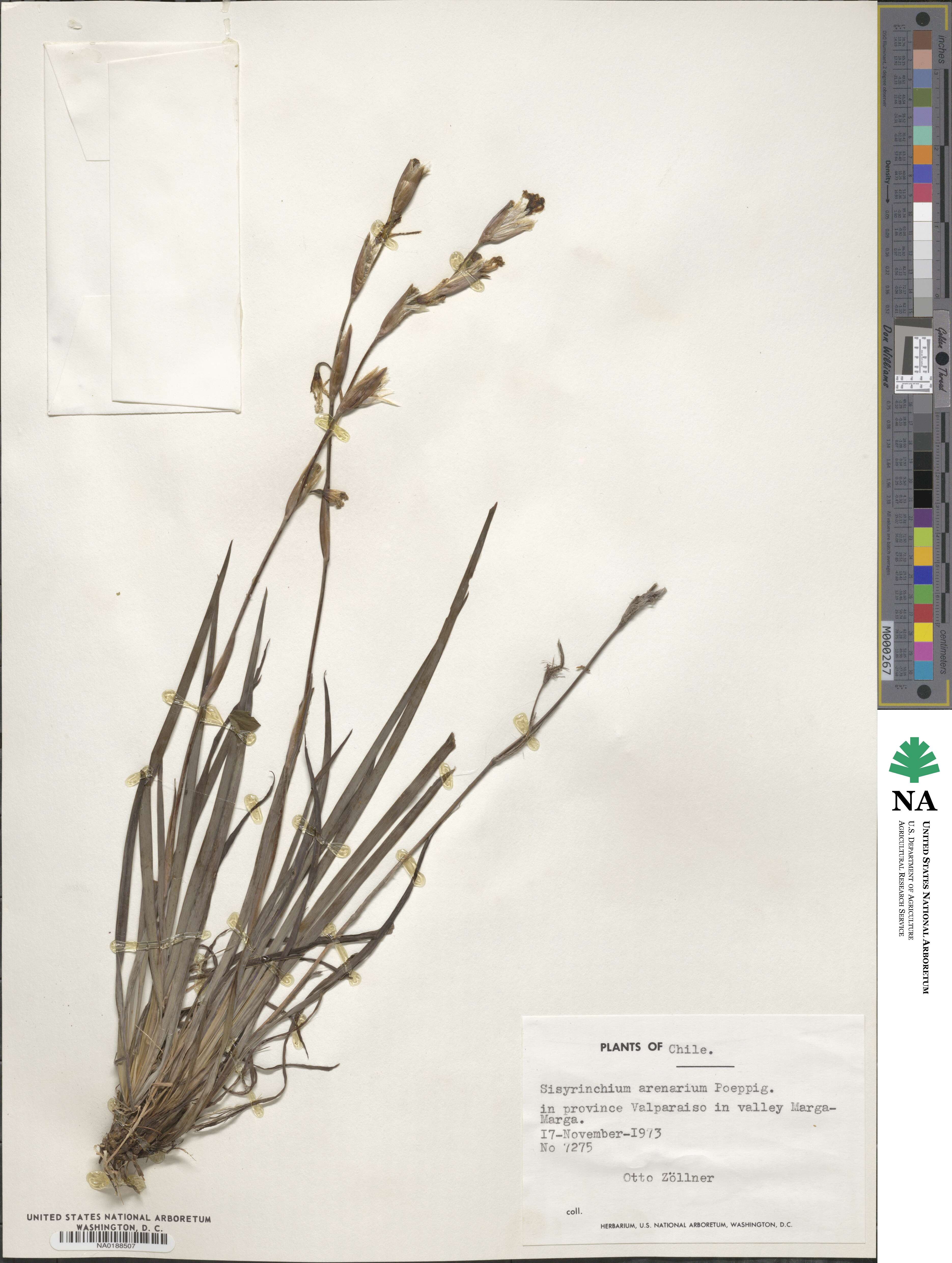 Sisyrinchium arenarium image
