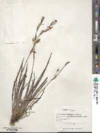 Sisyrinchium arenarium image