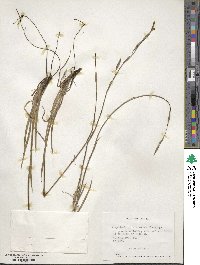 Sisyrinchium arenarium image