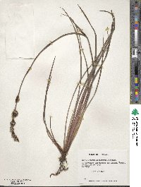 Sisyrinchium arenarium image