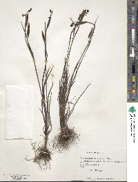 Image of Sisyrinchium nigricans