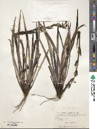 Sisyrinchium chilense image