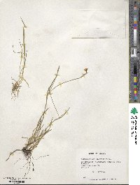 Sisyrinchium chilense image