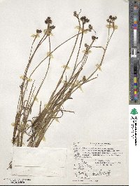 Sisyrinchium chilense image