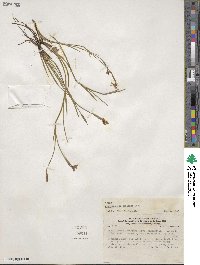 Sisyrinchium chilense image