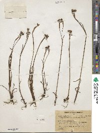 Sisyrinchium chilense image