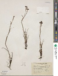 Sisyrinchium chilense image