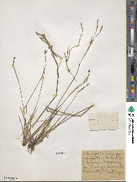 Sisyrinchium graminifolium image