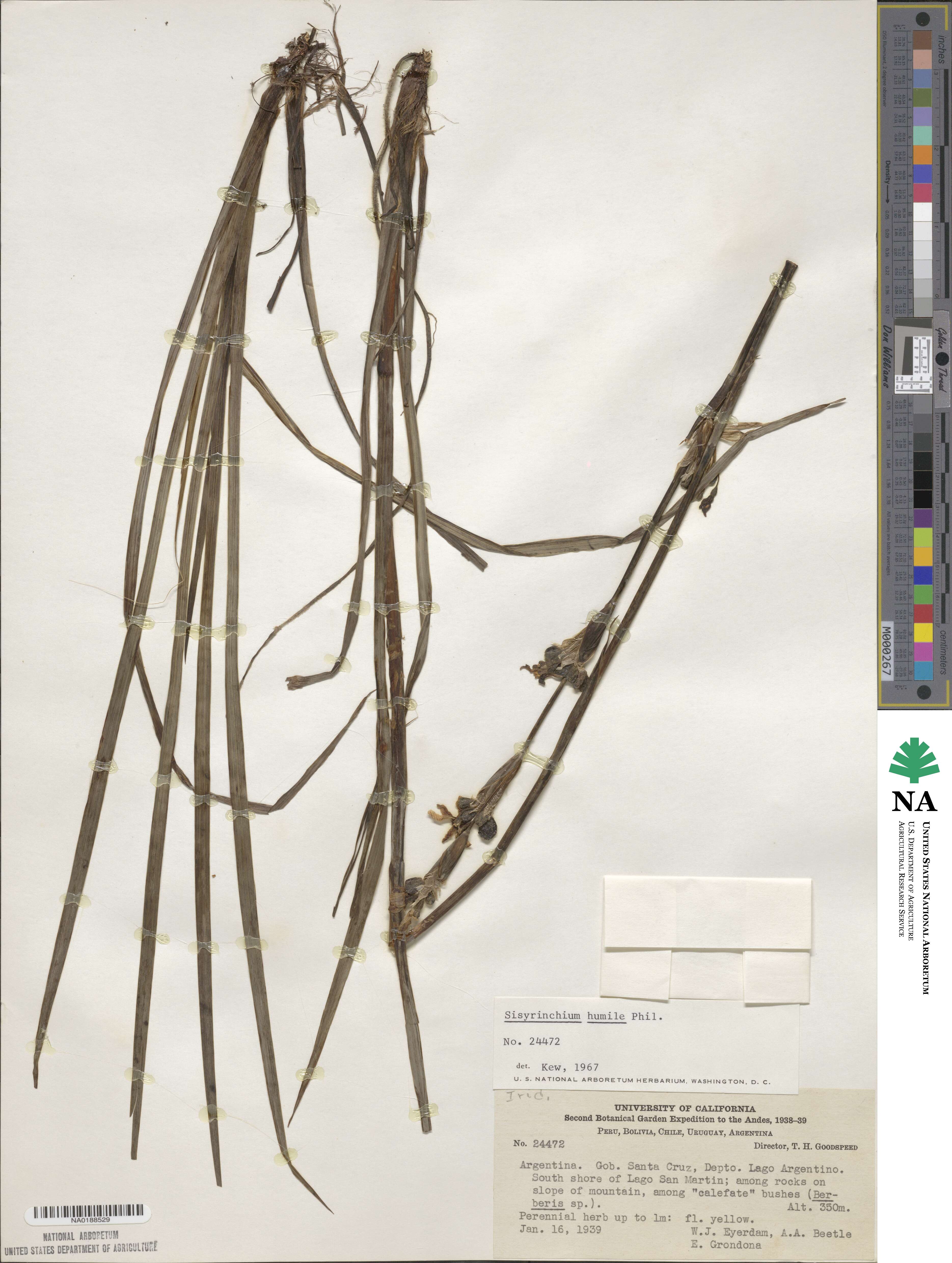 Sisyrinchium arenarium subsp. arenarium image